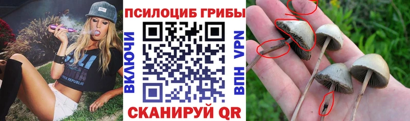 Галлюциногенные грибы MAGIC MUSHROOMS  Купить  Ельня 